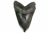 Fossil Megalodon Tooth - Monster Meg Tooth! #146297-1